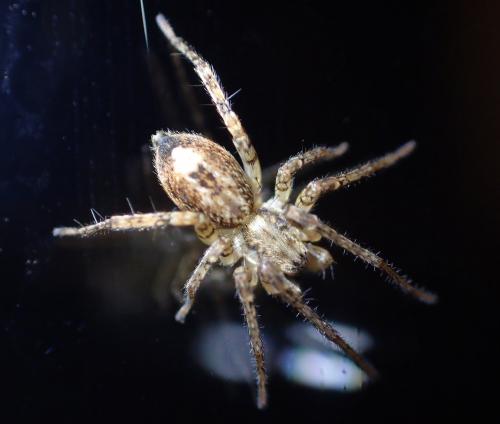 Anyphaena accentuata